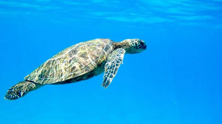 Turtle Bay 